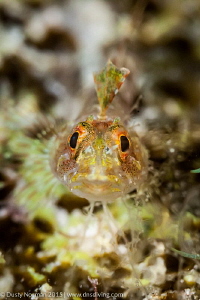 "Freeze"
A Triple Fin Blenny looking straight at the cam... by Dusty Norman 